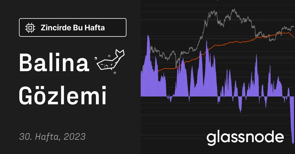 Balina Gözlemi